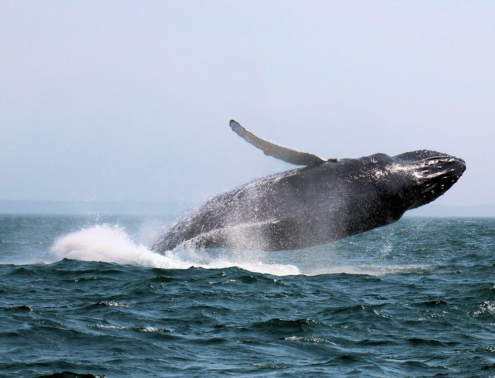 The Best Place For Whale Watching Is Digby Neck