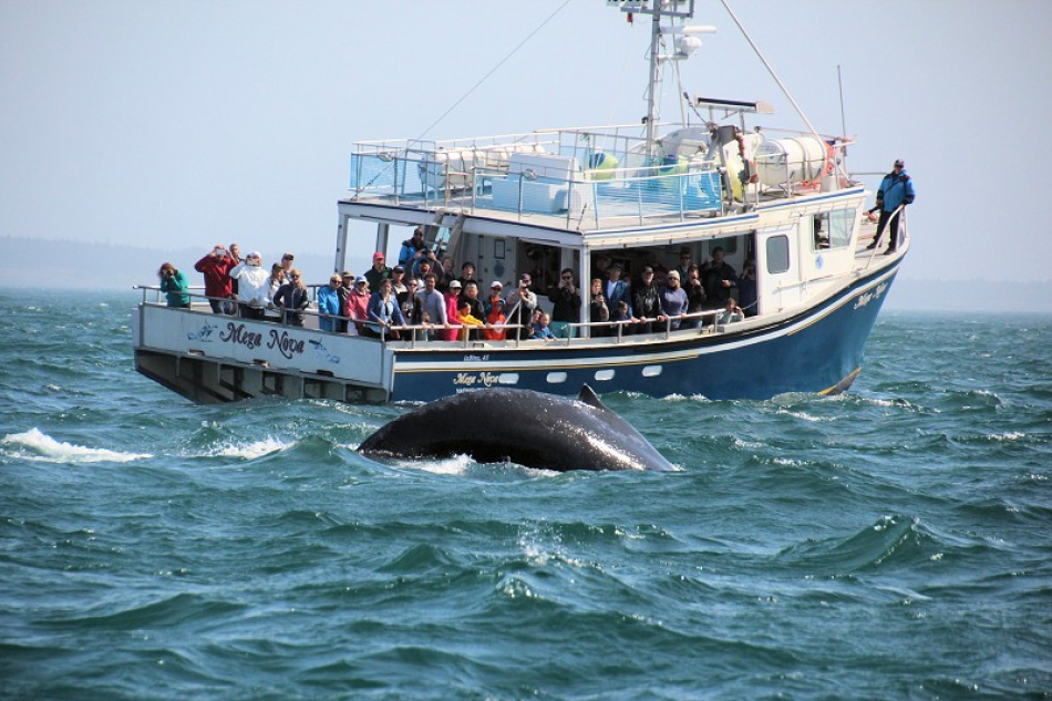 The Best Place For Whale Watching Is Digby Neck