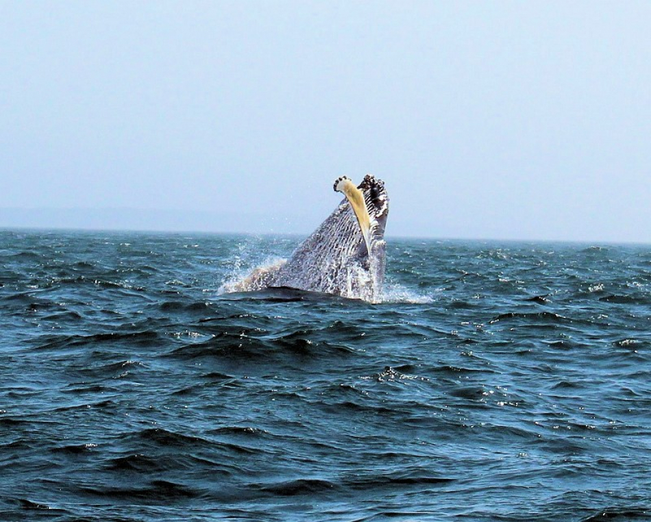 The Best Place For Whale Watching Is Digby Neck