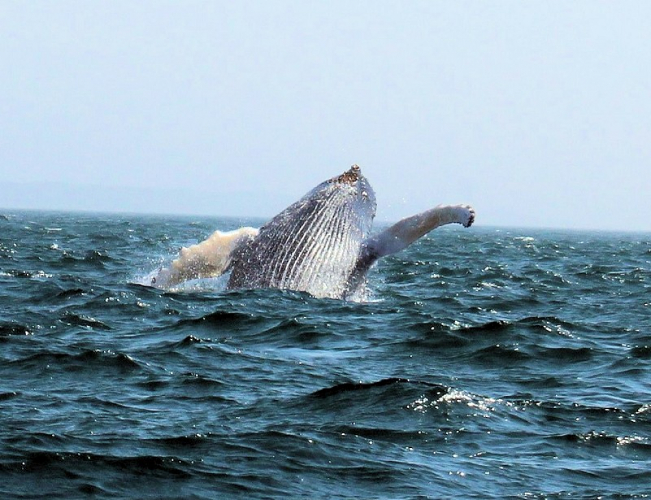 The Best Place For Whale Watching Is Digby Neck