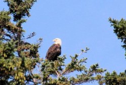 Seeadler