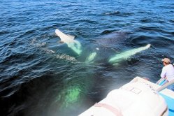 The Best Place For Whale Watching Is Digby Neck