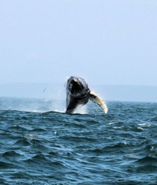 Whale Watch Digby Neck - Bay of Fundy