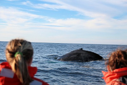 The Best Place For Whale Watching Is Digby Neck